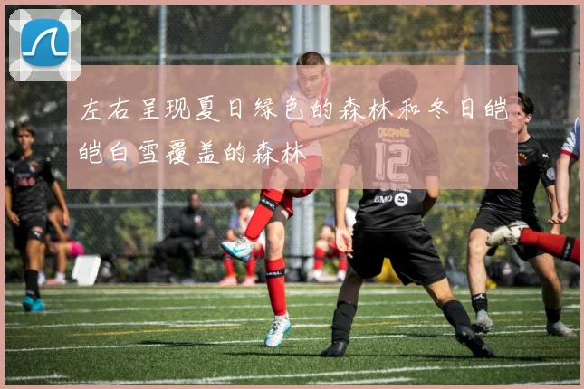 左右呈现夏日绿色的森林和冬日皑皑白雪覆盖的森林