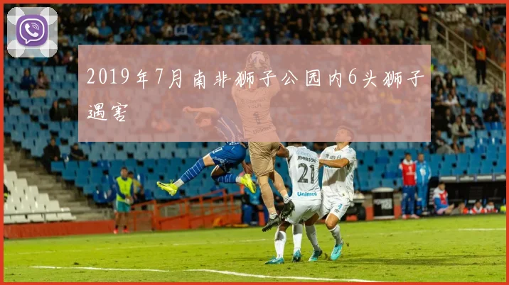2019年7月南非狮子公园内6头狮子遇害